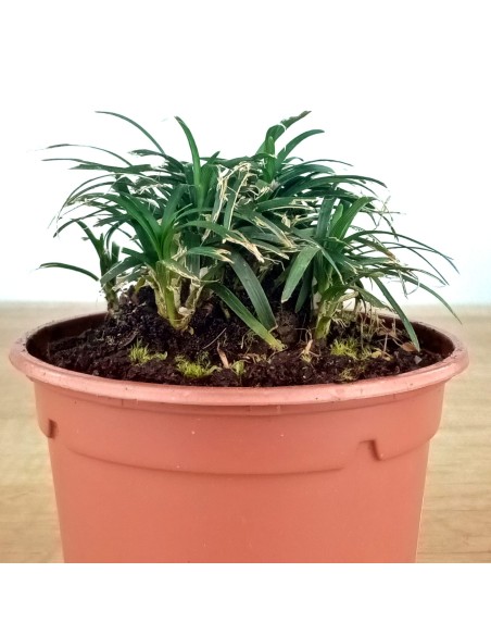 Ophiopogon japonicus
