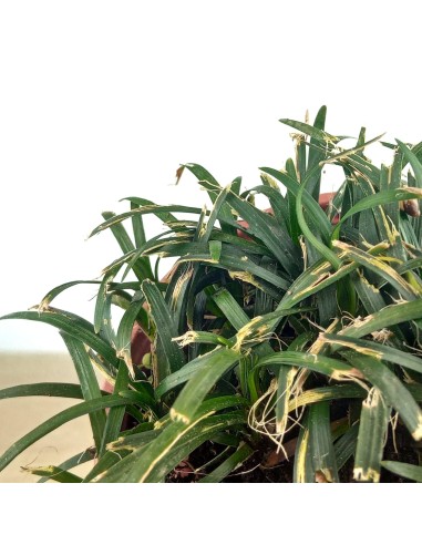 Ophiopogon japonicus