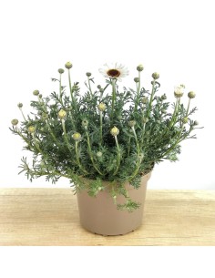 Rhodanthemum hosmariense (test 18 cm Ø)
