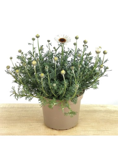 Rhodanthemum hosmariense (pot 18 cm Ø)