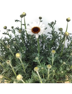 Rhodanthemum hosmariense (vaso 18 cm Ø) 2