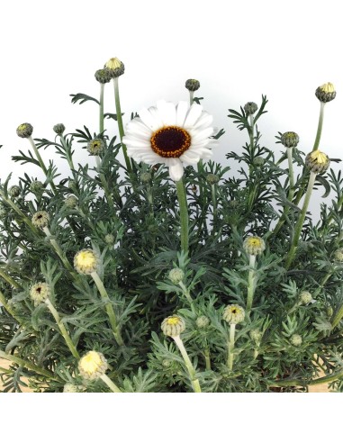 Rhodanthemum hosmariense (test 18 cm Ø)