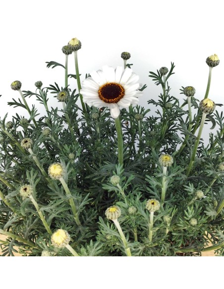 Rhodanthemum hosmariense (test 18 cm Ø)