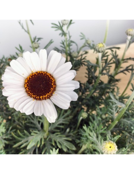Rhodanthemum hosmariense (test 18 cm Ø)