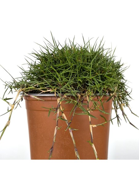 Zoysia tenuifolia (test 10,5 cm ø)