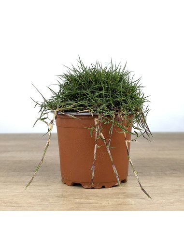 Zoysia tenuifolia (test 10,5 cm ø)