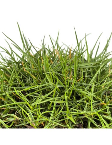 Zoysia tenuifolia (test 10,5 cm ø)