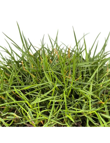 Zoysia tenuifolia (test 10,5 cm ø)