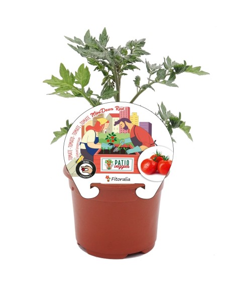 Mudas de tomate Mini Cherry Red natural (vaso de 10,5 cm Ø)