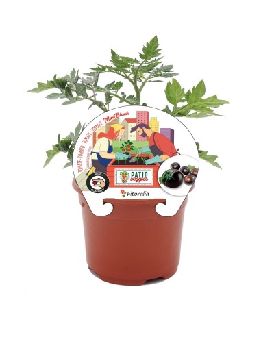 Mudas de tomate Mini Cherry black natural (vaso de 10,5 cm Ø)