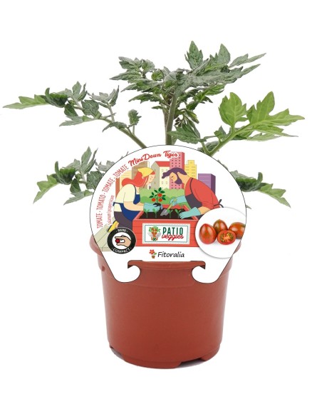Mudas de tomate Mini Cherry Tiger natural (vaso de 10,5 cm Ø)