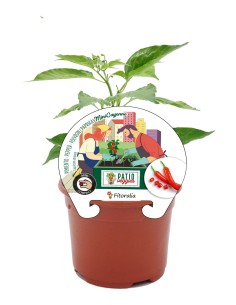 Plantel pimiento picante Mini Cayenne natural (maceta 10,5 cm Ø)