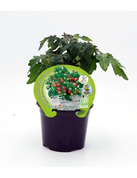 Semis de tomate Primabelle naturel (pot 10,5 cm Ø)