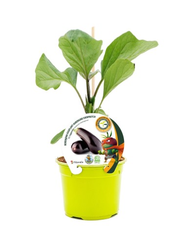 Planter albergínia empaltada hibrida natural (test 12 cm Ø)