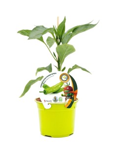 Plantel pimiento injertado hibrido italiano natural (maceta 12 cm Ø)