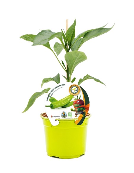 Plantel pimiento injertado hibrido italiano natural (maceta 12 cm Ø)