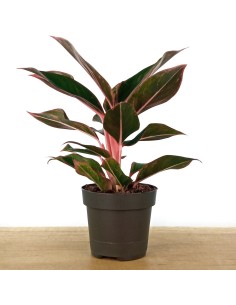 Aglaonema Crete (pot 12 cm Ø)