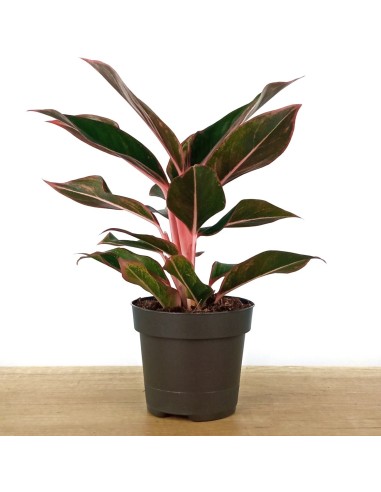 Aglaonema Crete (maceta 12 cm  Ø)