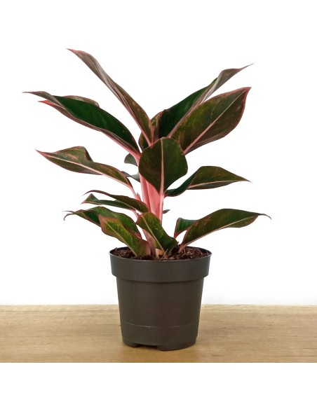 Aglaonema Crete (vaso de 12 cm Ø)