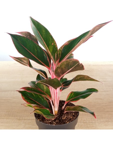 Aglaonema Crete (vaso de 12 cm Ø)