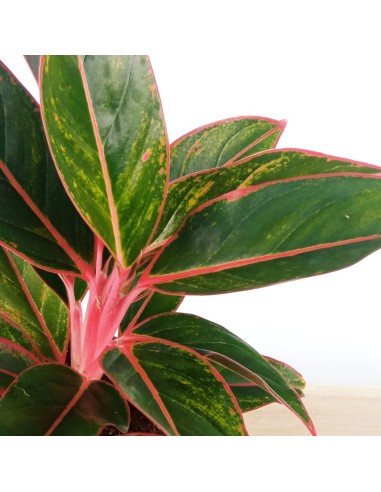 Aglaonema Crete (maceta 12 cm  Ø)