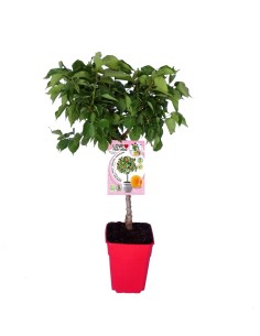 Albercoquer nan Garden Aprigold (test 7 litros)