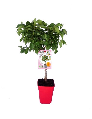 Albercoquer nan Garden Aprigold (test 7 litros)