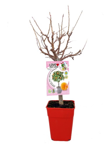 Albercoquer nan Garden Aprigold (test 7 litros)