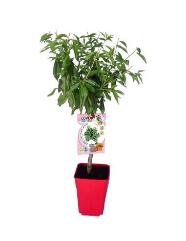 Ametller nan Garden Prince (test 7 litros)