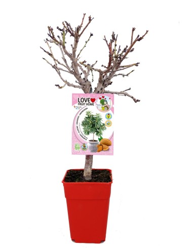 Ametller nan Garden Prince (test 7 litros)