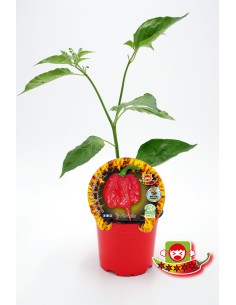 Plantel pimiento picante Carolina Reaper natural (maceta 10,5 cm Ø)