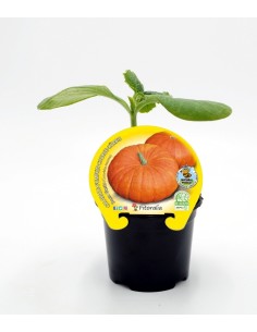 Planter carbassa Bon gust natural  (test 10,5 cm Ø)