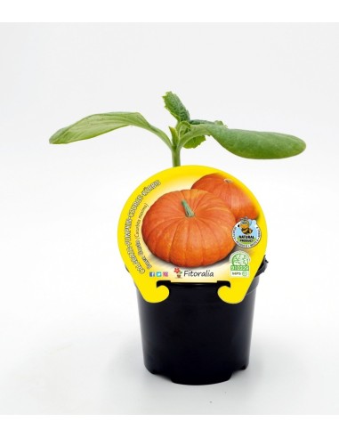 Plantel calabaza Buen Gusto natural (maceta 10,5 cm Ø)