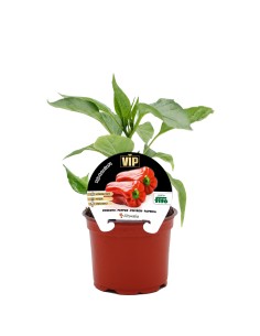 Mudas de pimento vermelho hibrido Estrella natural (6 unidades)