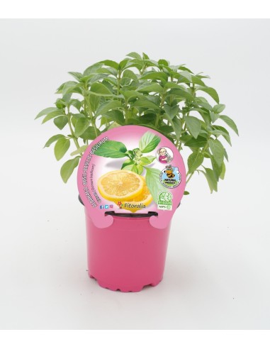 Alfàfrega citron o alfàbrega llimona (test 10,5 cm Ø)