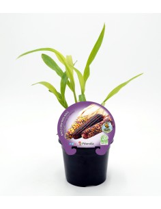 Planter moresc de colors natural (test 10,5 cm Ø)