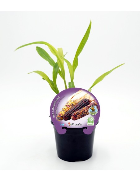 Semis de maïs coloré naturel (pot Ø 10,5 cm)