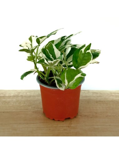 Pothos 'N Joy' (pot 10,5 cm Ø)