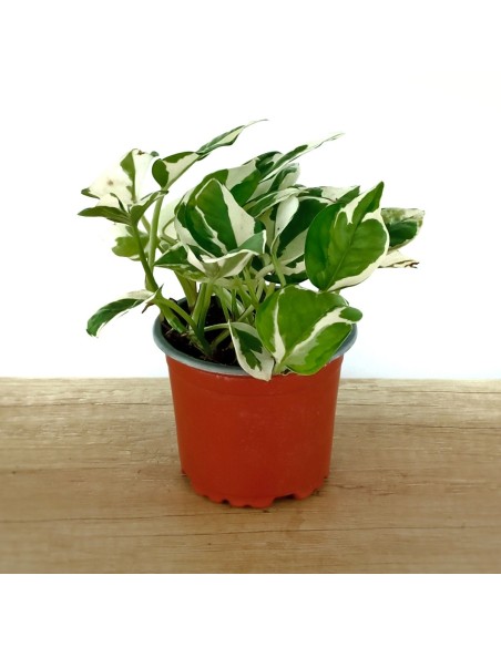 Pothos 'N Joy' (pot 10,5 cm Ø)