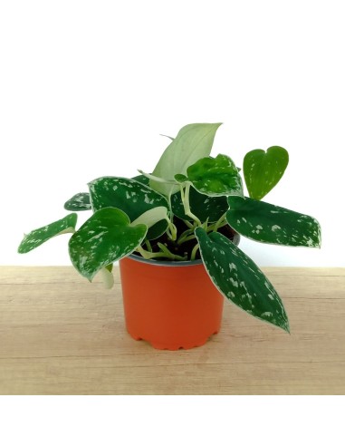 Potos pictum (maceta 14 cm Ø)