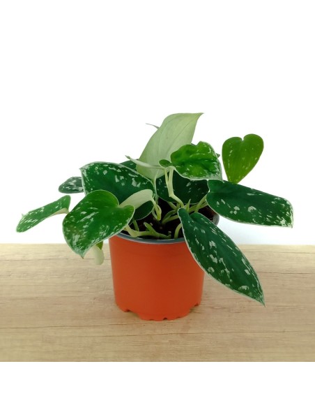 Potos pictum (maceta 14 cm Ø)