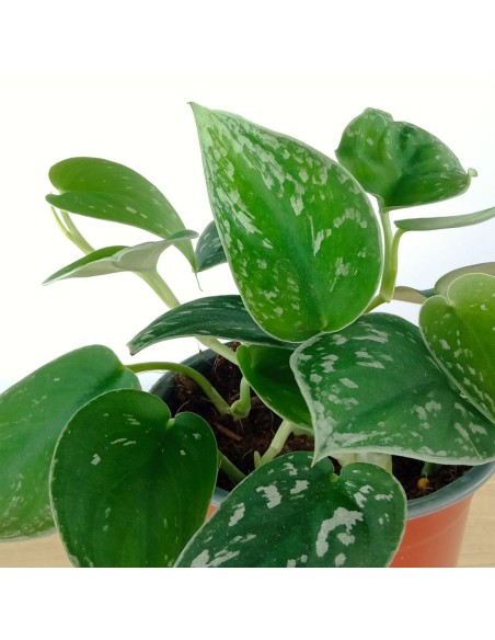Potos pictum (maceta 14 cm Ø)
