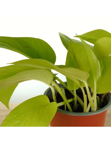 Pothos Neon (pot 10,5 cm Ø)