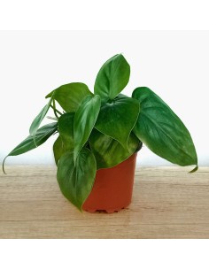 Philodendron scandens (pot 10,5 cm Ø)