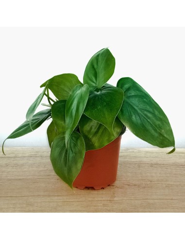 Philodendron scandens (test 10,5 cm Ø)