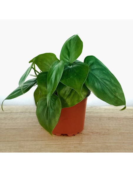 Philodendron scandens (vaso 10,5 cm Ø)