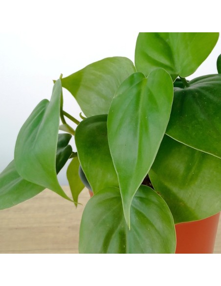 Philodendron scandens (test 10,5 cm Ø)