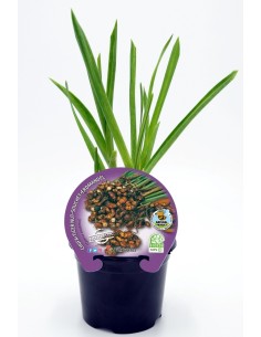 Semis de choufa naturelle (pot Ø 10,5 cm)