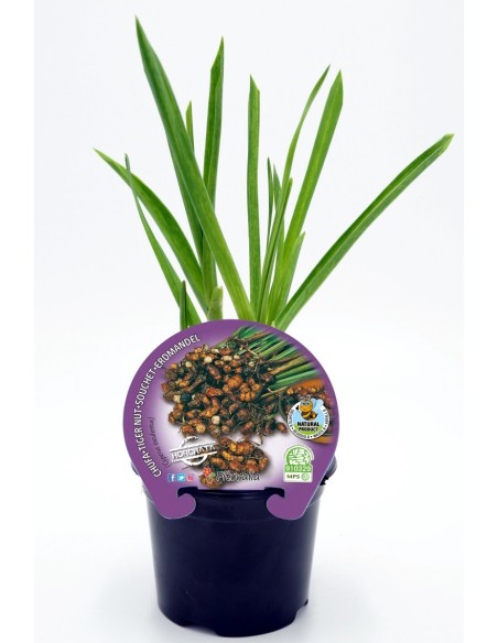 Plantel Chufa natural (maceta 10,5 cm Ø)