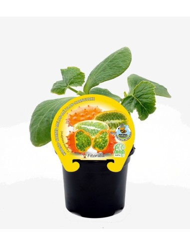 Plantel Kiwano natural (maceta 10,5 cm Ø)